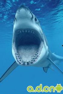 血鲨图片,深海霸主掠影