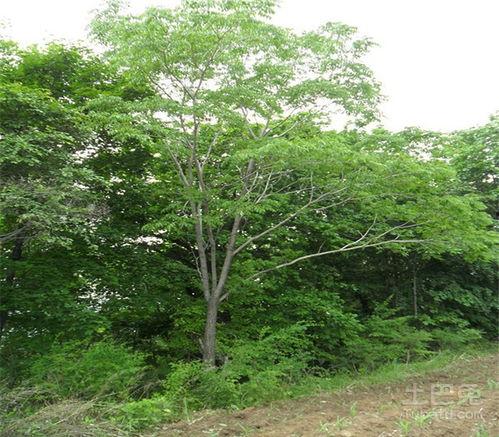 干柏的图片,自然之美与生命力的完美融合